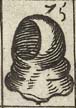 Dominican monk's hood