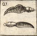 Dismembering knife; Incision knife; Myrtle leaf pointed knife