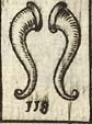 Ox horns