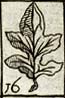 Spinage leaf