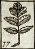 Angelica leaf