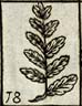 Fern leaf