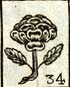 Province Rose