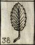 Rose leaf