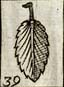 Rose leaf