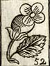 Figworth flower
