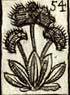Bunch of Plantan leaves
