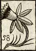 Averill or Daffodil