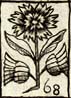 Marigold