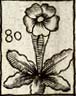 Primrose