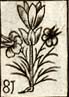 Flax flower