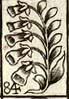 Fox Gloves