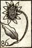 Flower of the Sun or Corn Marigold of Peru