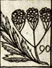 Tansy