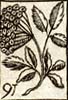 Alder berries