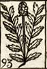Burnet