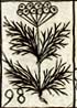 Fennel flower