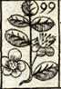 Caper branch