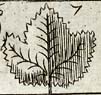 Sycamore leaf