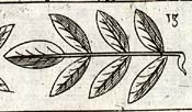 Walnut tree leaf
