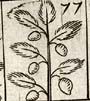Slip of Jujube tree