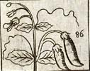 Peas stalk