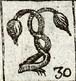 Lion's tail