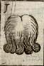 Periwig