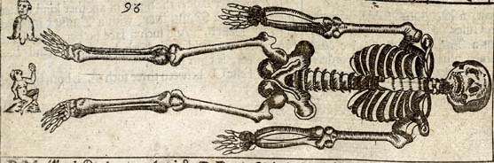 Anatomy or skeleton