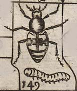 Blatta or Thorn Bud or Painted Beetle <I>and</I> Fruit Worm