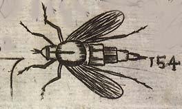 Horse Breese or Great Horse Fly