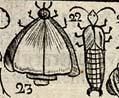 Earwig; Moth