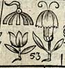 Pink with two leaves <I>with</I> Blewbottle <I>and</I> Dulap