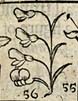 Everlasting Pea