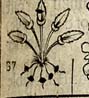 Five stalks