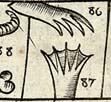 Seal's fore-foot; Seal's hinder-foot