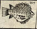 Sea Hen Fish
